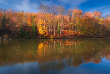 Autumn colorful foliage over lake with beautiful woods in red and yellow color. Bakony Forest and Mountain, Pisztrangos Lake, Hungary