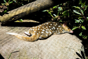 Quoll sleeping on a rock