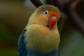 Fischer's lovebird (Agapornis fischeri) is a small parrot species of the genus Agapornis