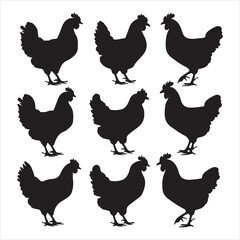 set of vector different types of chicken silhouette