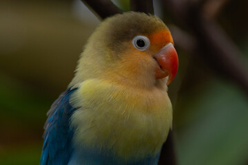 Fischer's lovebird (Agapornis fischeri) is a small parrot species of the genus Agapornis