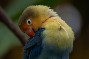 Fischer's lovebird (Agapornis fischeri) is a small parrot species of the genus Agapornis
