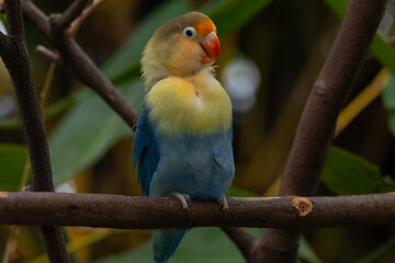 Fischer's lovebird (Agapornis fischeri) is a small parrot species of the genus Agapornis