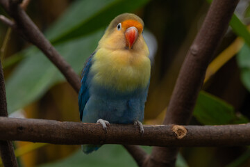 Fischer's lovebird (Agapornis fischeri) is a small parrot species of the genus Agapornis