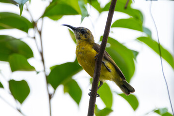 The garden sunbird (Cinnyris jugularis), previously known as the olive-backed sunbird, is a species of passerine bird in the family Nectariniidae