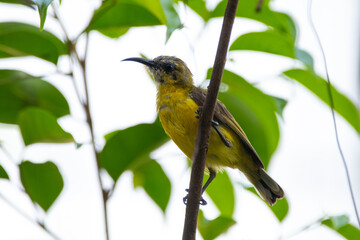 The garden sunbird (Cinnyris jugularis), previously known as the olive-backed sunbird, is a species of passerine bird in the family Nectariniidae