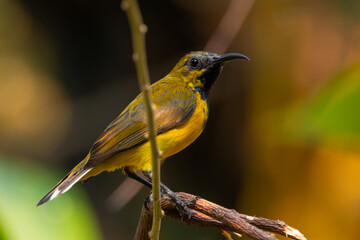 The olive-backed sunbird (Cinnyris jugularis ), also known as the yellow-bellied sunbird, is a species of sunbird found from Southern Asia to Australia.