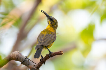 The olive-backed sunbird (Cinnyris jugularis ), also known as the yellow-bellied sunbird, is a species of sunbird found from Southern Asia to Australia.