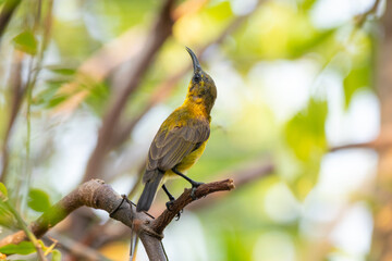 The olive-backed sunbird (Cinnyris jugularis ), also known as the yellow-bellied sunbird, is a species of sunbird found from Southern Asia to Australia.