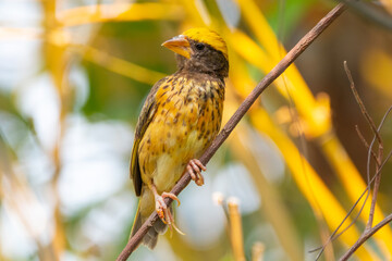 The Asian golden weaver (Ploceus hypoxanthus) is a species of bird in the family Ploceidae