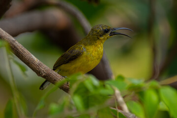 The garden sunbird (Cinnyris jugularis), previously known as the olive-backed sunbird, is a species of passerine bird in the family Nectariniidae
