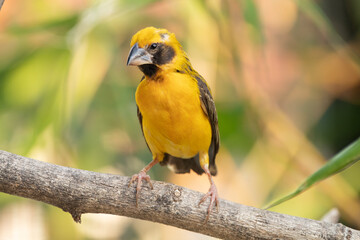The Asian golden weaver (Ploceus hypoxanthus) is a species of bird in the family Ploceidae