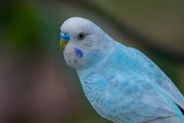 The budgerigar (Melopsittacus undulatus), also known as the common parakeet, shell parakeet or budgie is a small, long-tailed, seed-eating parrot native to Australia
