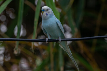 The budgerigar (Melopsittacus undulatus), also known as the common parakeet, shell parakeet or budgie is a small, long-tailed, seed-eating parrot native to Australia
