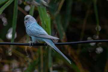 The budgerigar (Melopsittacus undulatus), also known as the common parakeet, shell parakeet or budgie is a small, long-tailed, seed-eating parrot native to Australia
