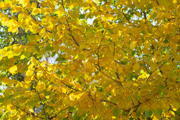 birch branches with yellow autumn leaves on a blue sky background