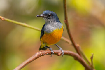 The orange-bellied flowerpecker (Dicaeum trigonostigma) is a species of bird in the family Dicaeidae