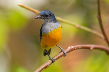 The orange-bellied flowerpecker (Dicaeum trigonostigma) is a species of bird in the family Dicaeidae