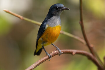 Fototapeta premium The orange-bellied flowerpecker (Dicaeum trigonostigma) is a species of bird in the family Dicaeidae