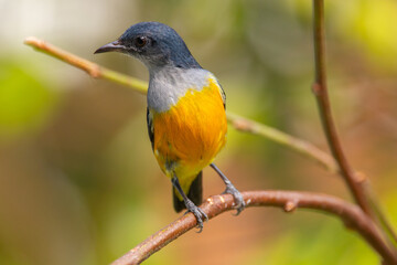 Fototapeta premium The orange-bellied flowerpecker (Dicaeum trigonostigma) is a species of bird in the family Dicaeidae