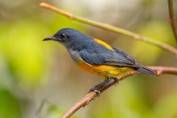 Naklejka premium The orange-bellied flowerpecker (Dicaeum trigonostigma) is a species of bird in the family Dicaeidae
