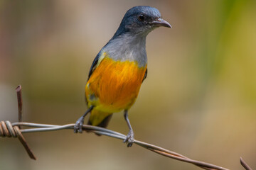 Fototapeta premium The orange-bellied flowerpecker (Dicaeum trigonostigma) is a species of bird in the family Dicaeidae