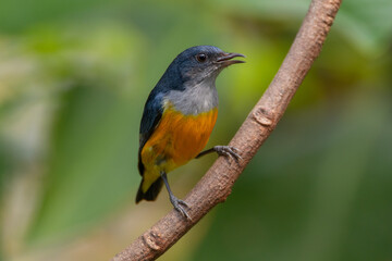 Fototapeta premium The orange-bellied flowerpecker (Dicaeum trigonostigma) is a species of bird in the family Dicaeidae