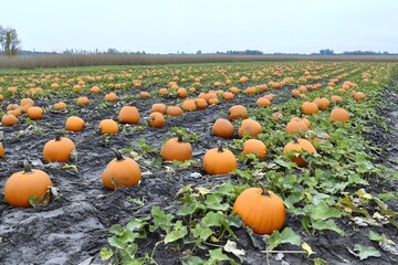 A pumpkin field with ripe pumpkins growing among green vines under a cloudy sky.
