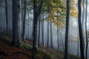 Obraz premium Foggy forest landscape with autumn foliage in morning light
