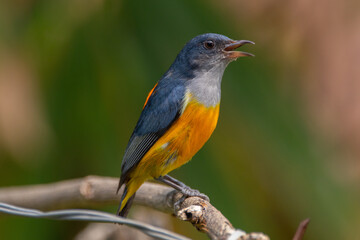 Fototapeta premium The orange-bellied flowerpecker (Dicaeum trigonostigma) is a species of bird in the family Dicaeidae