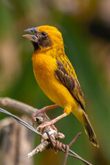 The Asian golden weaver (Ploceus hypoxanthus) is a species of bird in the family Ploceidae