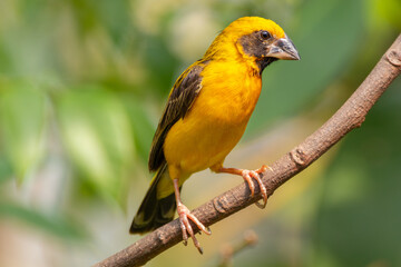 The Asian golden weaver (Ploceus hypoxanthus) is a species of bird in the family Ploceidae