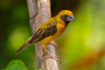 The Asian golden weaver (Ploceus hypoxanthus) is a species of bird in the family Ploceidae