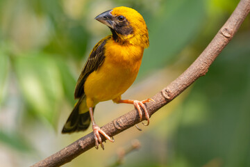 The Asian golden weaver (Ploceus hypoxanthus) is a species of bird in the family Ploceidae