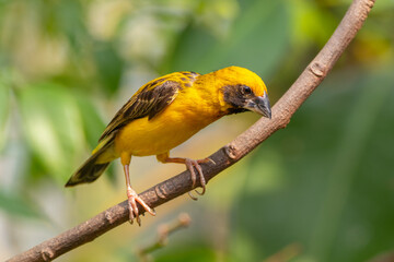 The Asian golden weaver (Ploceus hypoxanthus) is a species of bird in the family Ploceidae