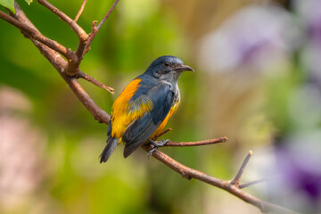 The orange-bellied flowerpecker (Dicaeum trigonostigma) is a species of bird in the family Dicaeidae