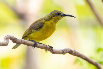 The garden sunbird (Cinnyris jugularis), previously known as the olive-backed sunbird, is a species of passerine bird in the family Nectariniidae