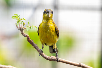The garden sunbird (Cinnyris jugularis), previously known as the olive-backed sunbird, is a species of passerine bird in the family Nectariniidae
