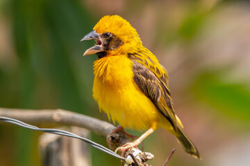 The Asian golden weaver (Ploceus hypoxanthus) is a species of bird in the family Ploceidae