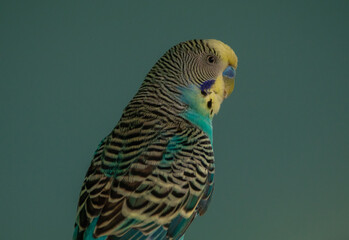 The budgerigar (Melopsittacus undulatus), also known as the common parakeet, shell parakeet or budgie is a small, long-tailed, seed-eating parrot native to Australia