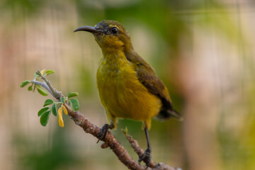 The olive-backed sunbird (Cinnyris jugularis ), also known as the yellow-bellied sunbird, is a species of sunbird found from Southern Asia to Australia.