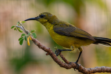 The garden sunbird (Cinnyris jugularis), previously known as the olive-backed sunbird, is a species of passerine bird in the family Nectariniidae