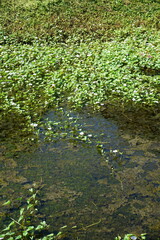 A serene pond covered in a lush carpet of green water hyacinth, dotted with delicate white flowers, creating a tranquil and picturesque scene.
