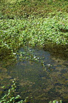 A serene pond covered in a lush carpet of green water hyacinth, dotted with delicate white flowers, creating a tranquil and picturesque scene.