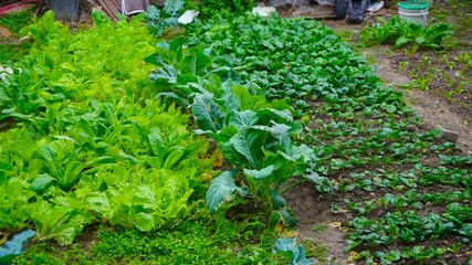 vegetables in a vegetable garden