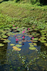 A serene pond filled with vibrant pink water lilies, their large, round leaves and delicate blooms creating a beautiful contrast against the calm water.