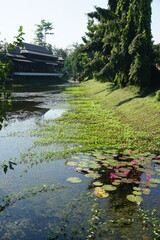 A serene pond surrounded by lush greenery, and water lilies with the classic asian thai style house far away