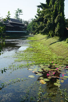 A serene pond surrounded by lush greenery, and water lilies with the classic asian thai style house far away