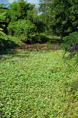 A tranquil pond covered in a carpet of green water hyacinth, dotted with vibrant pink water lilies, creating a serene and picturesque scene.