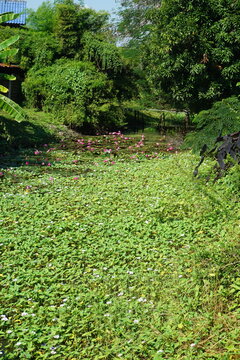 A tranquil pond covered in a carpet of green water hyacinth, dotted with vibrant pink water lilies, creating a serene and picturesque scene.